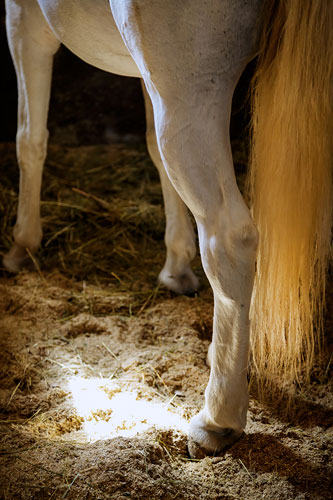 white horse gold tail photo by Debbie Franke