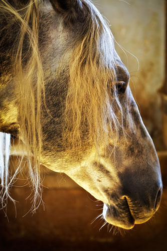 horse head photo by Debbie Franke