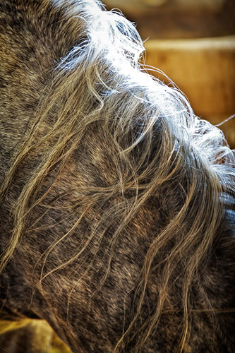 horse neck hair photo by Debbie Franke